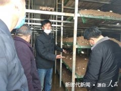  河南省镇平县彭营镇：食用菌种植助推产业发展