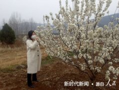 河南省镇平县老庄镇：樱花怒放迎宾客　芬芳怡人不思归