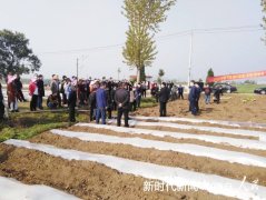 河南省镇平县烟苗移栽现场会在枣园镇周岗村