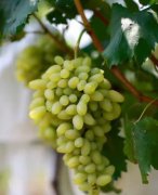 南阳市宛城区：锦田葡萄、黄金梨 产业扶贫“双子星”