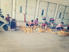 河南省镇平县枣园镇：烟叶生产助脱贫