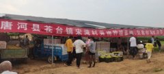 河南省唐河县苍台镇： 一个党员举一面旗帜 党建活力成脱贫动力