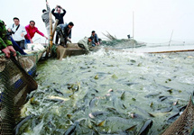 长江禁渔环保限养，鱼从何来？——湖南渔场转型见闻