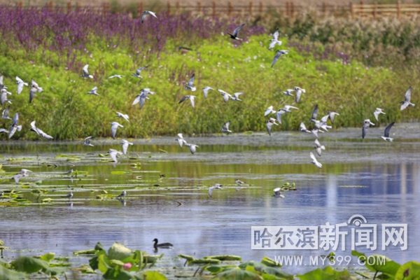 【生态文明@湿地】“湿”意松江 绿韵冰城