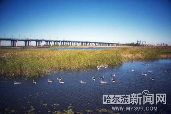 【生态文明@湿地】“湿”意松江 绿韵冰城