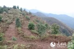 重庆将生态修复纳入认罪认罚从宽让荒地变森林