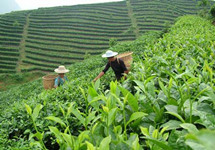 推动茶产业上规模、创品牌——茶山变“金山