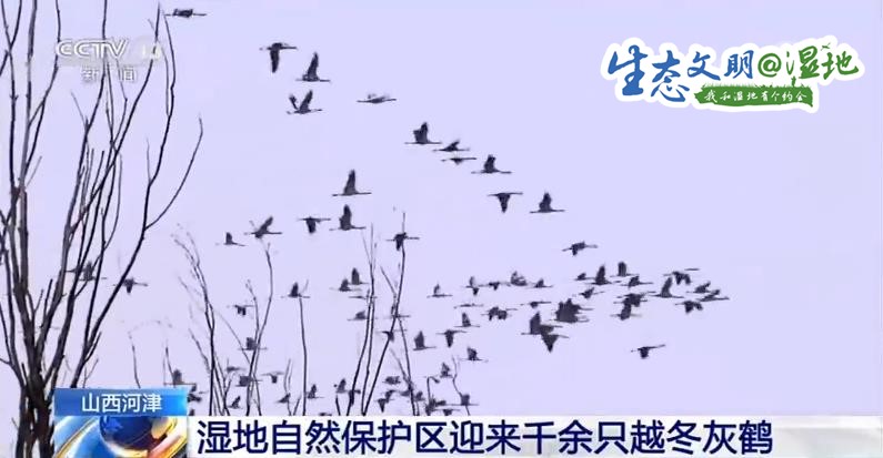 【生态文明@湿地】千余只灰鹤翩翩起舞 构成“候鸟天堂画卷”