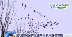 【生态文明@湿地】千余只灰鹤翩翩起舞 构成“候鸟天堂