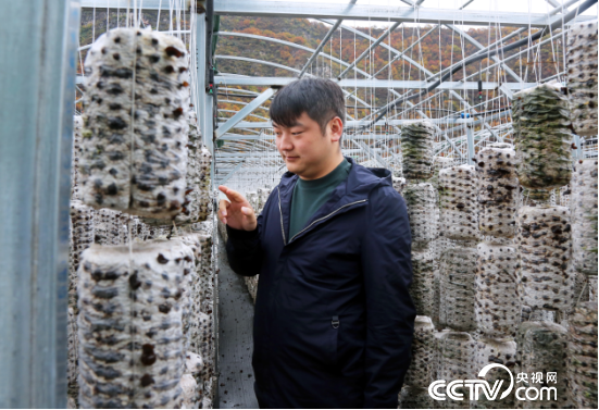 回到家乡的张国栋引进了最新的木耳种植技术。（记者 王莉莉 摄）