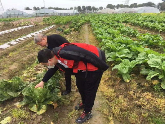 美菜SOS爱心助农抗疫瑞安数万斤滞销菜有救了