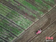 雨水节气农事忙：春耕抗疫两不误