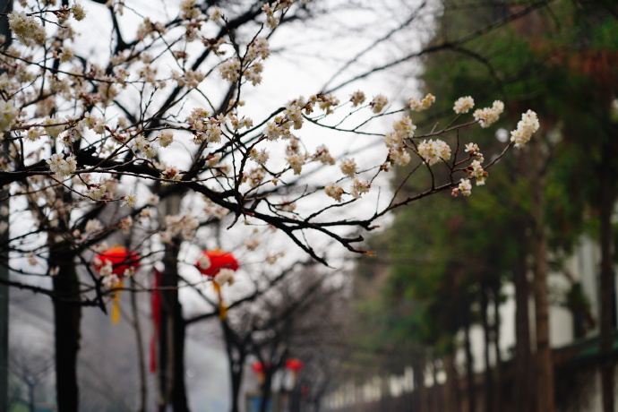 沾衣不湿樱花雨，在“南朝四百八十寺”之首云赏花