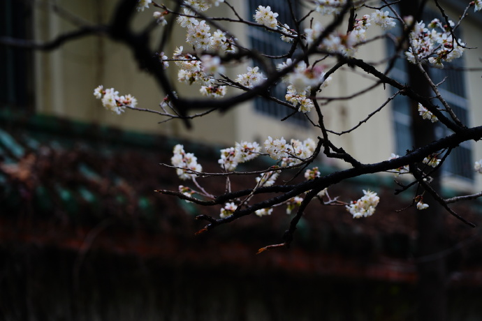 沾衣不湿樱花雨，在“南朝四百八十寺”之首云赏花