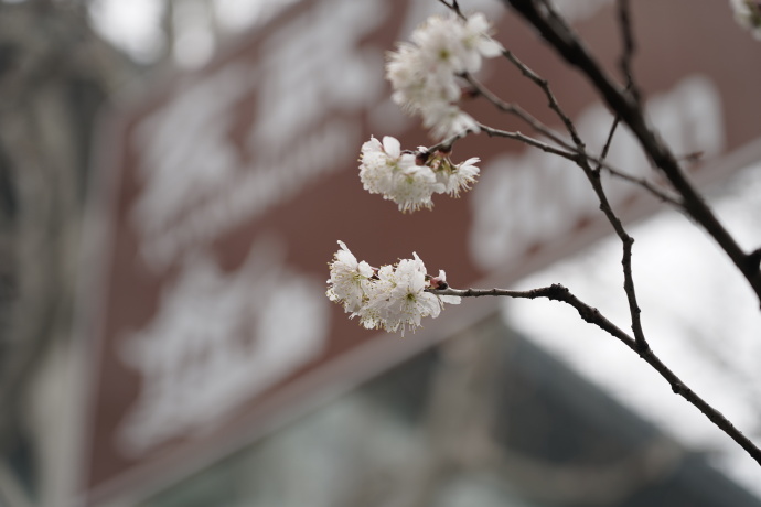 沾衣不湿樱花雨，在“南朝四百八十寺”之首云赏花