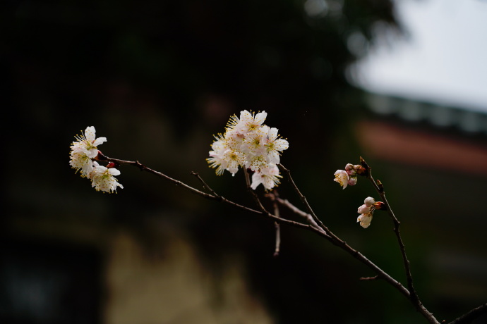 沾衣不湿樱花雨，在“南朝四百八十寺”之首云赏花