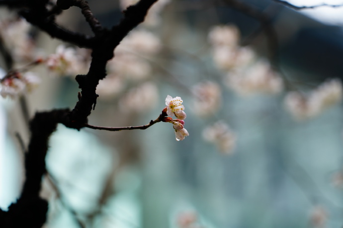 沾衣不湿樱花雨，在“南朝四百八十寺”之首云赏花