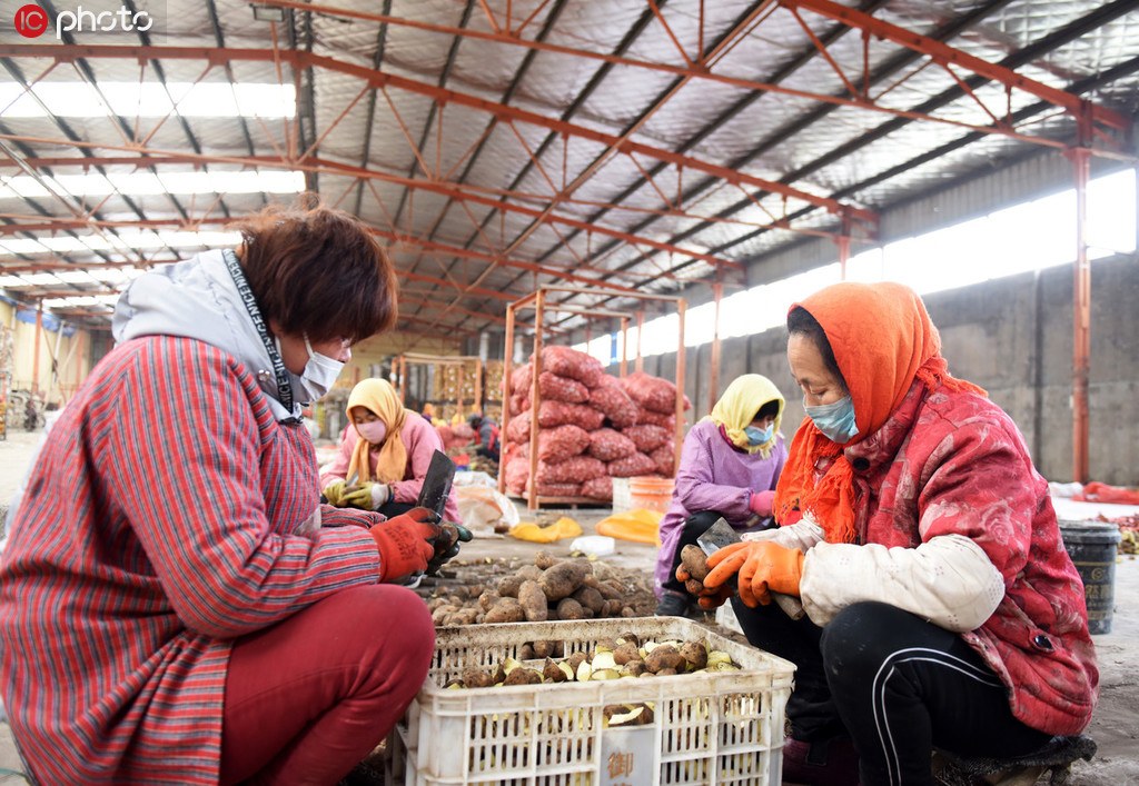 2月24日,在位于山东省胶州市胶西街道的青岛苑戈庄马铃薯专业合作社的社员在割土豆种牙。