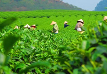 异地采工大量减少 茶产业遇“倒春寒”