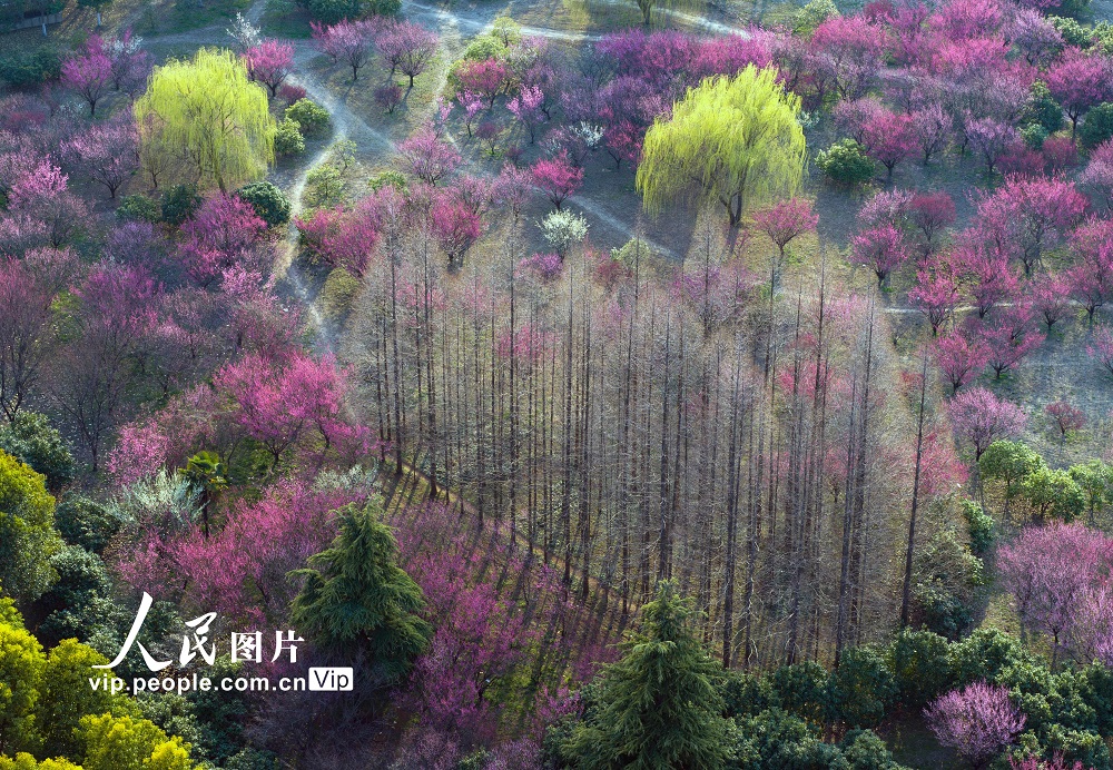 江苏淮安:春天里的“梅”好时光