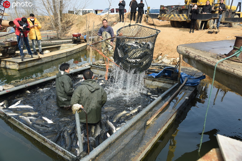 3月3日，江苏省连云港市东海县石梁河镇海陵湖渔民正在销售起网捕获草鱼。
