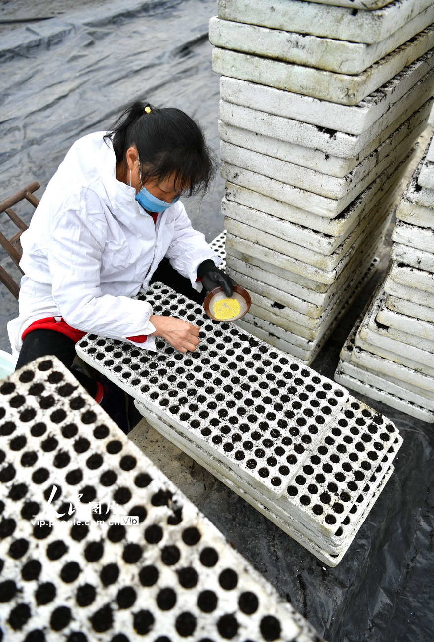 3月3日，湖北省宣恩县农民在椒园镇锣圈岩村的大棚里开展水上育苗。