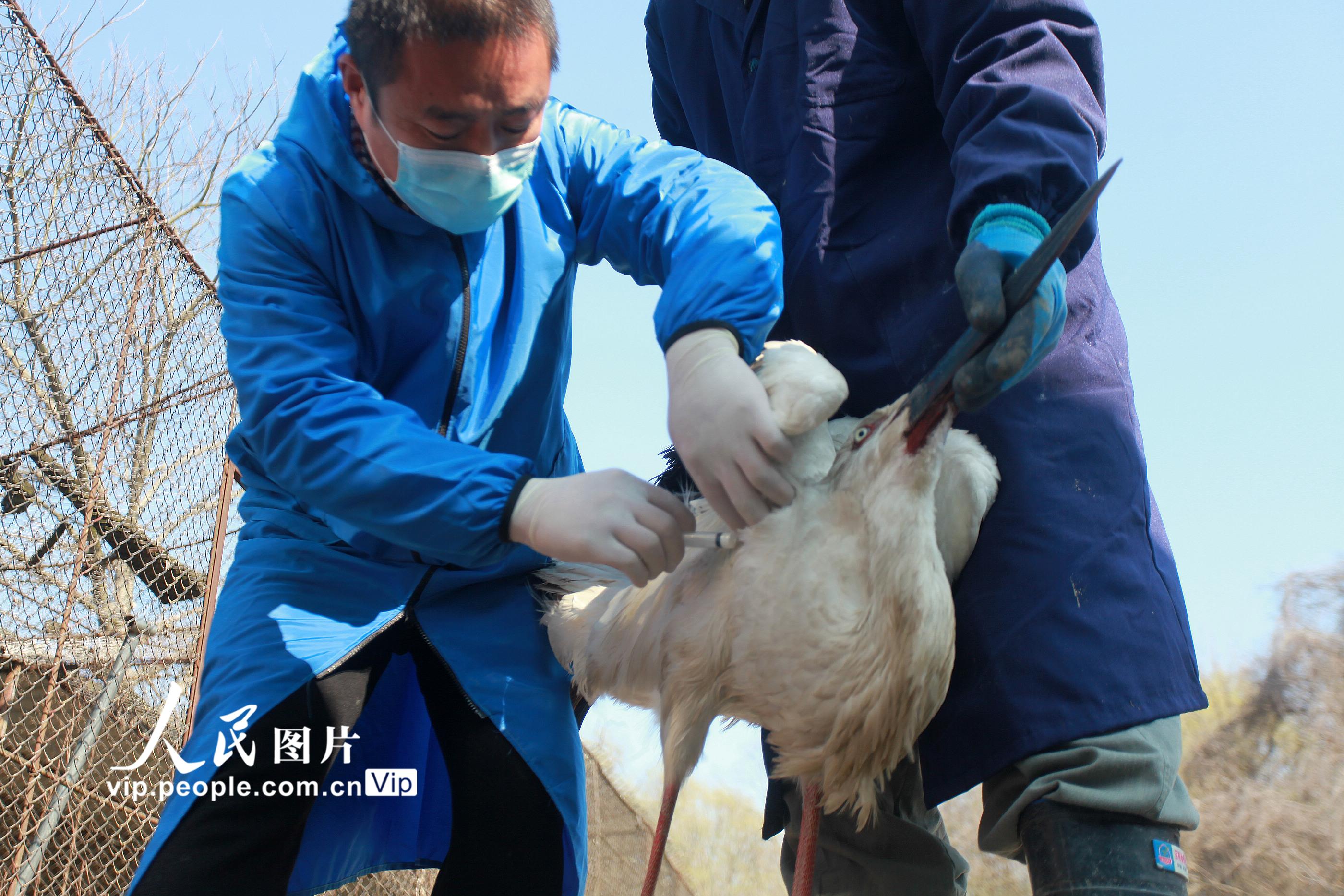 江苏扬州：国家一级保护动物东方白鹳成功救助放归大自然