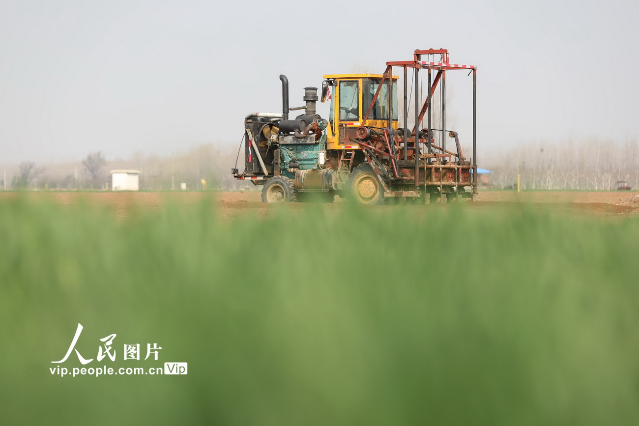 3月5日,河南省焦作市温县武德镇马冯蔺村农民在田间驾驶农机耕地准备种植山药。