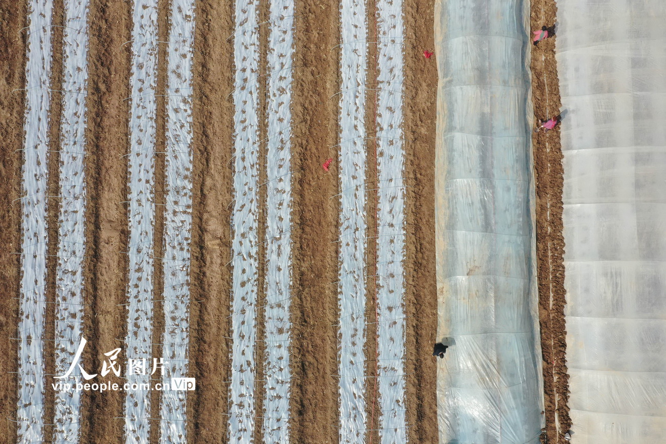 3月5日，河南省焦作市温县武德镇马冯蔺村农民在田间整理塑料棚准备培育红薯苗。