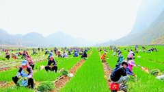 万山红遍千畴绿——贵州省坝区春耕备耕“开