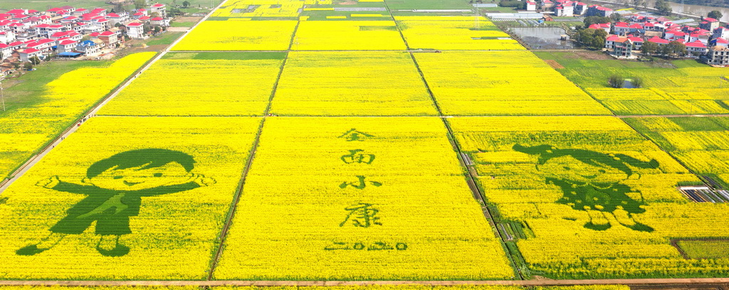 江西芦溪:万亩菜花迎客来【4】