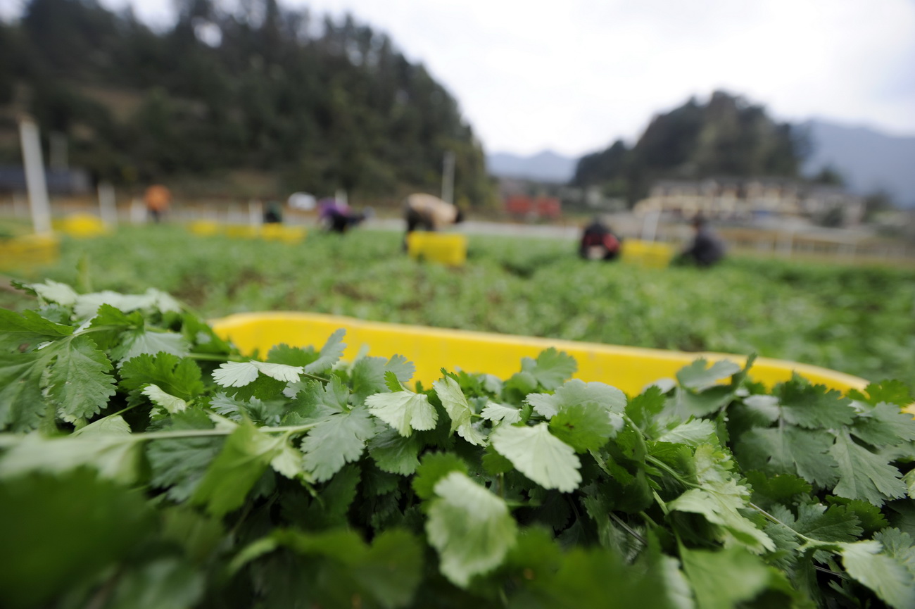 3月13日，贵州遵义仁怀市鲁班街道隆堡蔬菜种植基地的农户在采摘香菜。