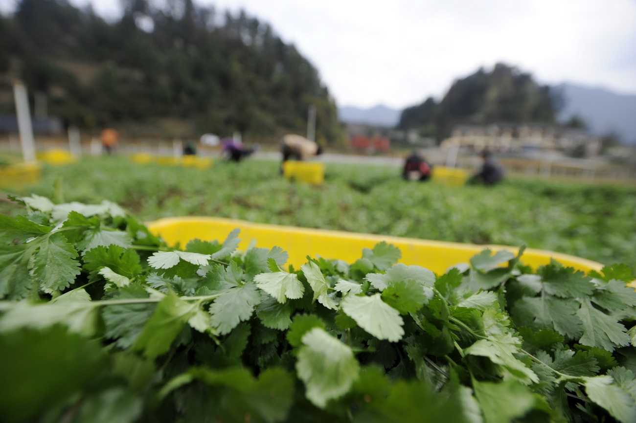3月13日,贵州遵义仁怀市鲁班街道隆堡蔬菜种植基地的农户在采摘香菜。