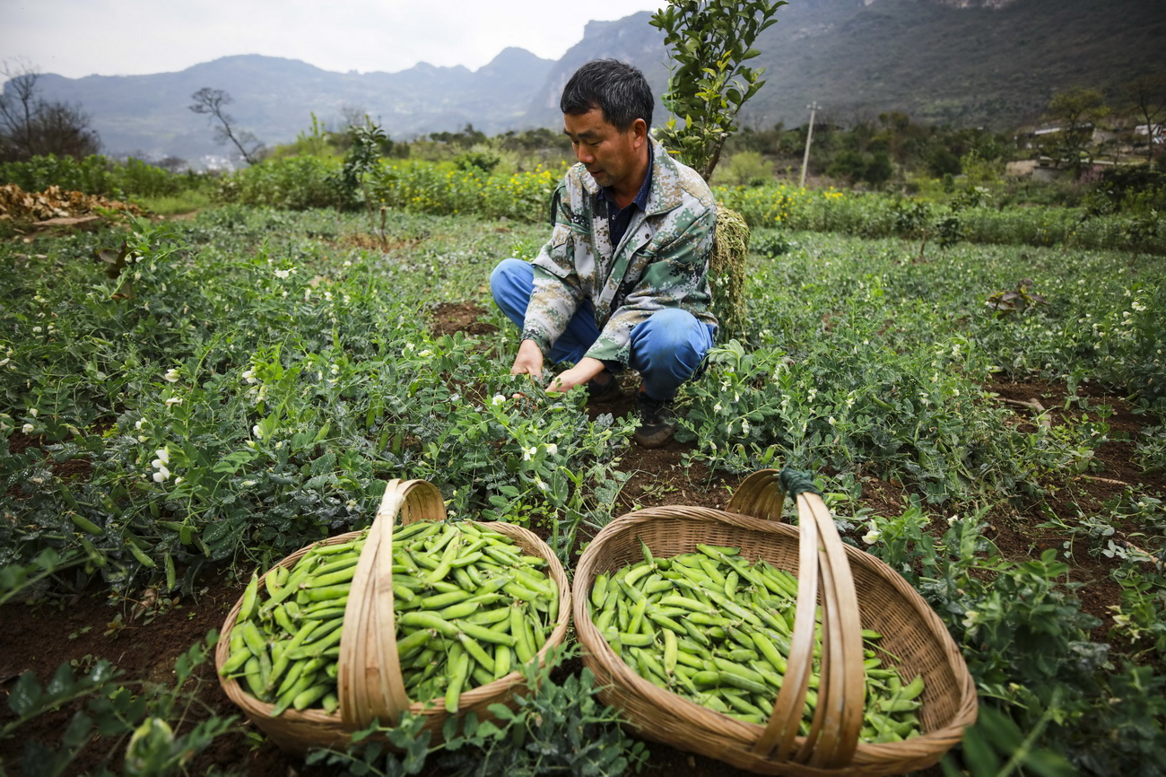 3月13日，贵州省毕节市黔西县大关镇村民在扶贫基地内采摘豌豆。