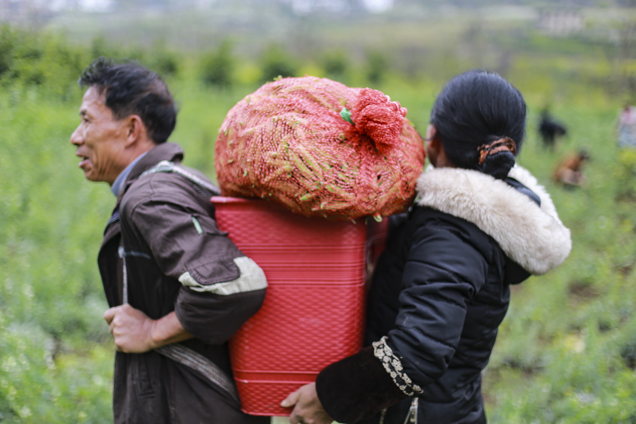 3月13日，贵州省毕节市黔西县大关镇村民背运采摘的豌豆。
