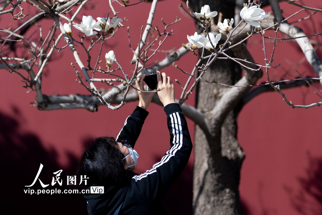北京:玉兰花开 春意盎然