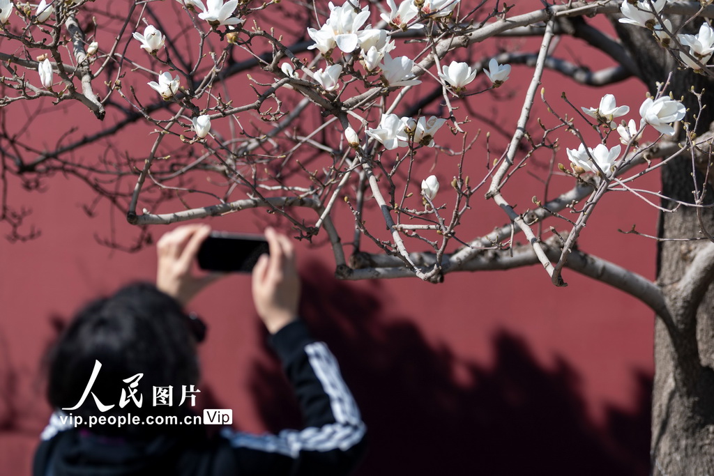 北京:玉兰花开 春意盎然【11】