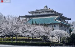 武汉大学开启“云赏樱”樱花漫天依旧美丽