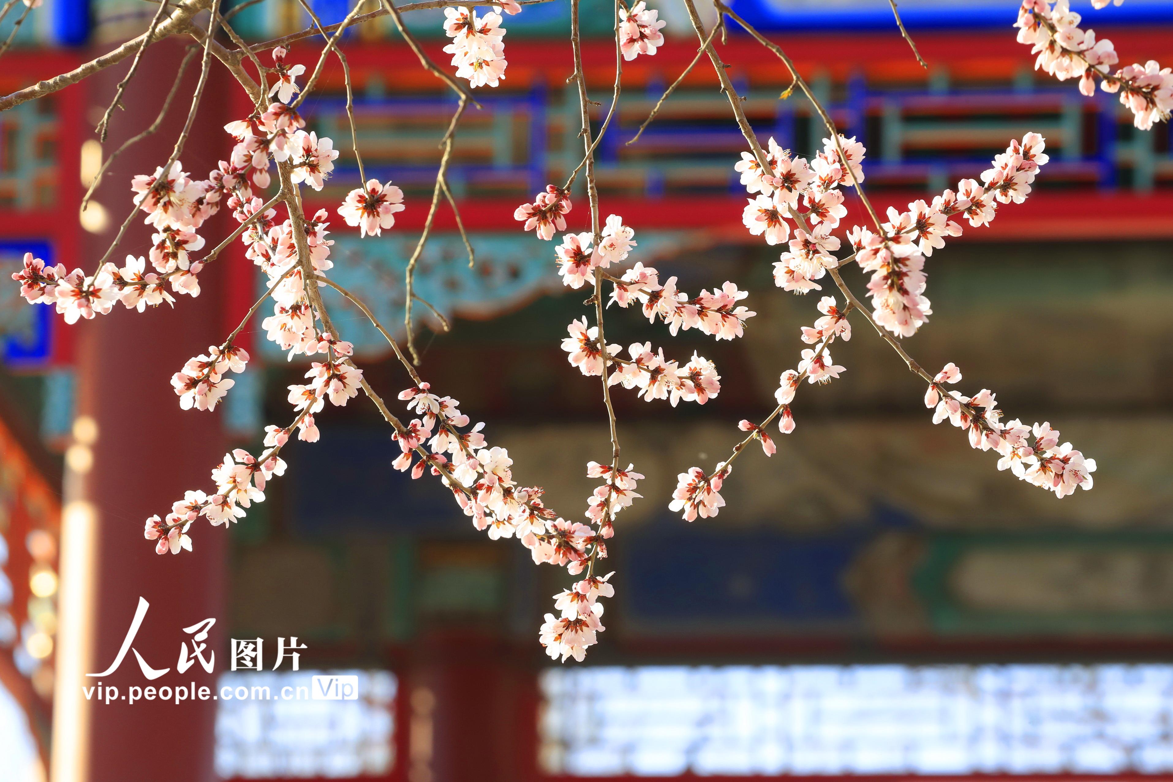 北京颐和园:桃花碧水染西堤【6】