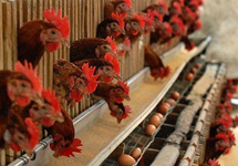 农业农村部：家禽业饲料、屠宰环节复产复工率超80％