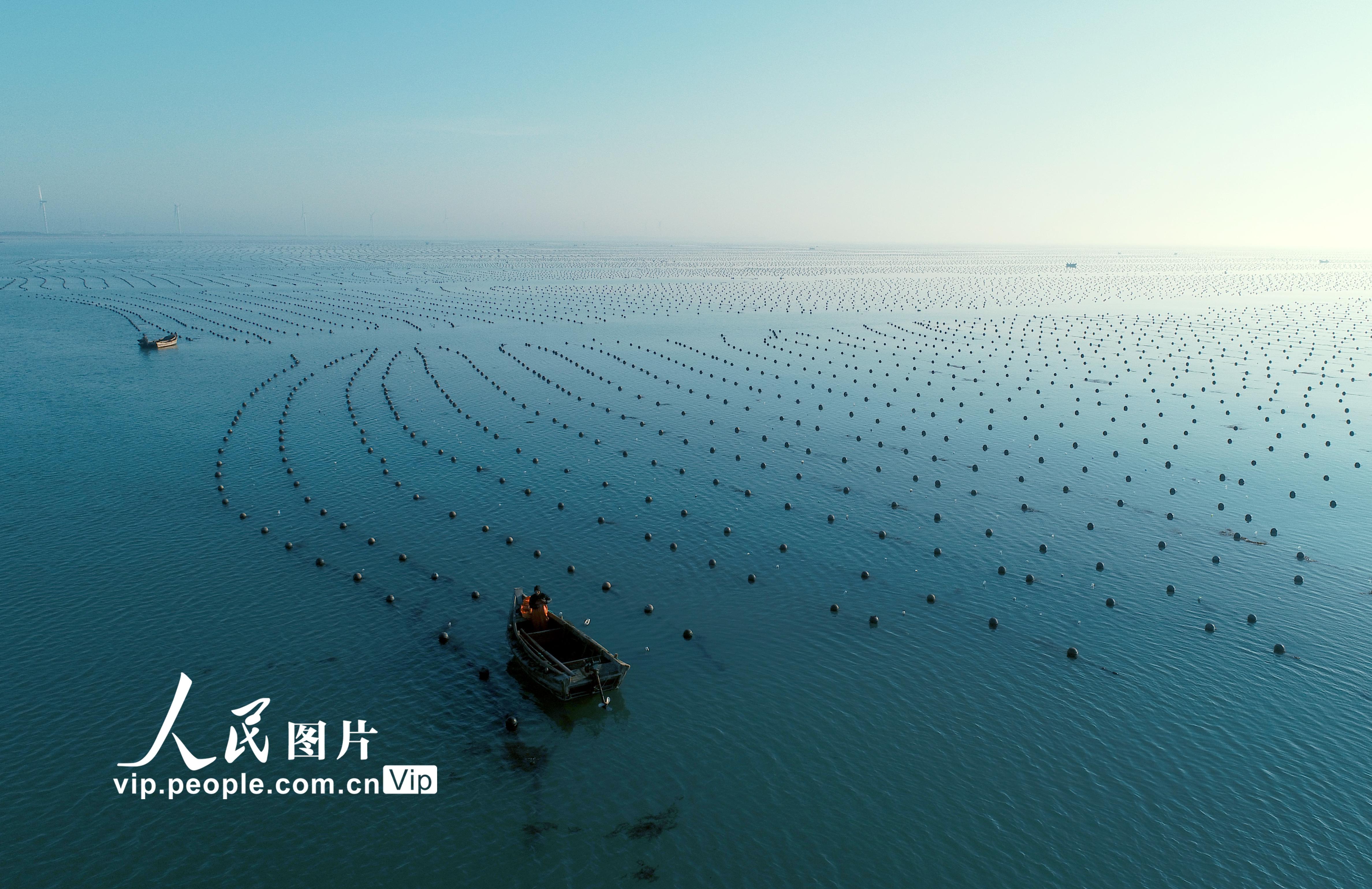 山东荣成:渔民耕海忙
