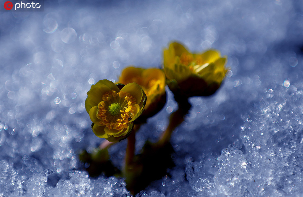 长春冰雪未消融 冰凌花破冰怒放