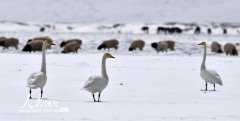 新疆和静：天鹅情侣进入“蜜月期”