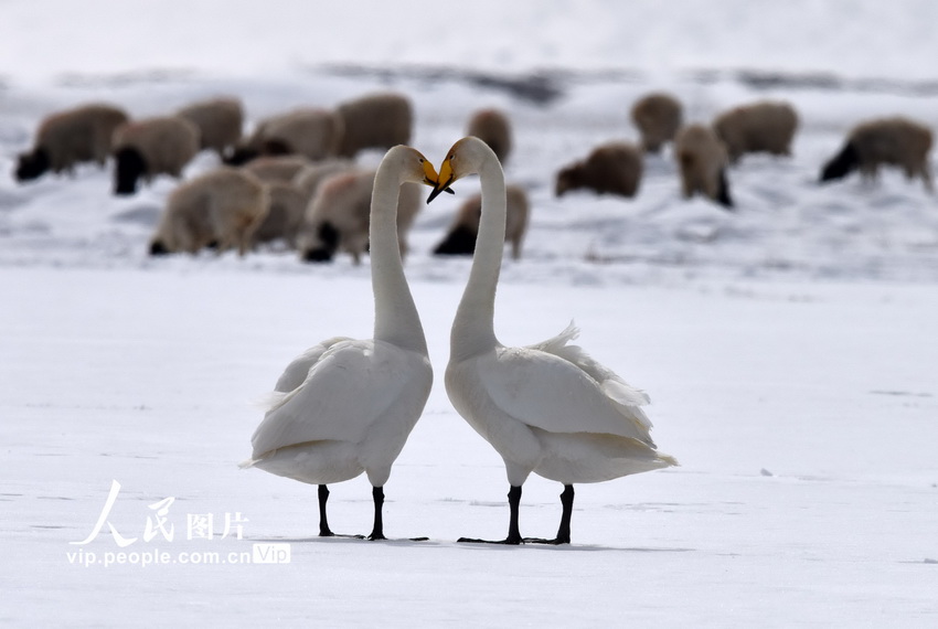 新疆和静：天鹅情侣进入“蜜月期”【6】