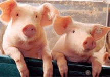 农业农村部要求不得隐瞒猪瘟疫情 不得非法