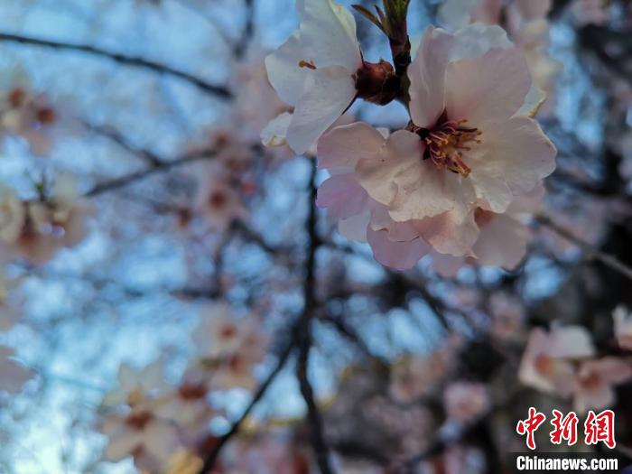 西藏林芝第十八届桃花旅游文化节恢复举行