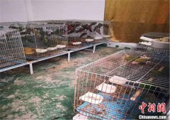 广东惠州破获一起特大非法出售濒危保护动物