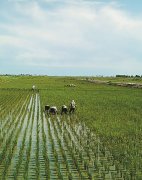 肥了黑土地乐了庄稼人（小康路上·绿色力量