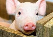 猪瘟疫苗进展，复产有序，猪肉概念股大幅上