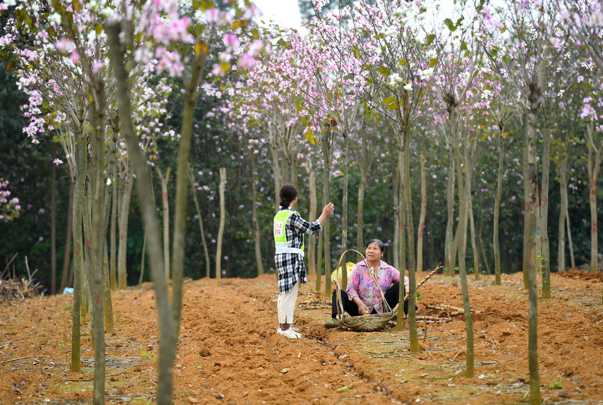 韦霁琛到洋紫荆花苗木基地里向村民了解春耕及家里小孩学习情况(3月24日摄)。